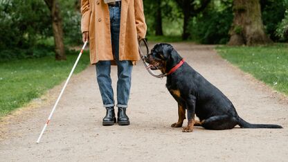 Vandaag is de dag van de blindengeleidehond: 5x dingen die je moet weten