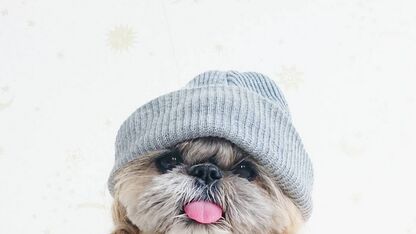 Hipsterhond