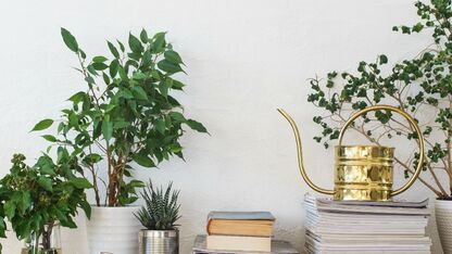 Plant-inspiratie: de mooiste planten voor in huis