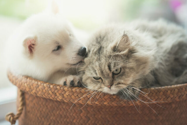 Houden honden of katten meer van hun baasje?