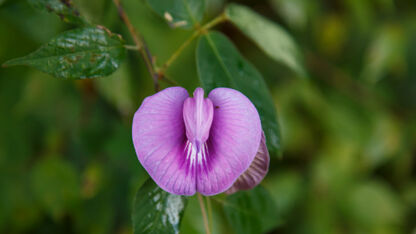 De meest bizarre vagina trends op een rijtje