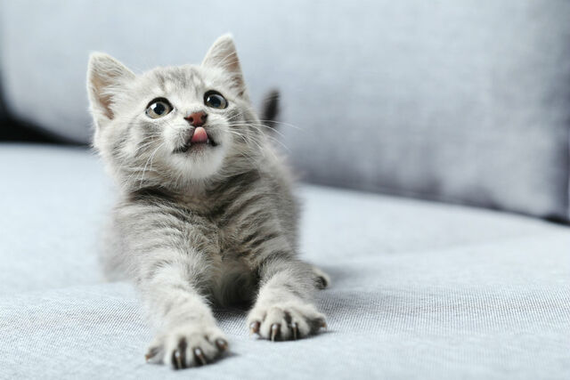 31 fascinerende weetjes over katten