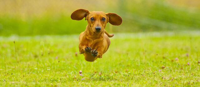 Welke hond past bij jouw sterrenbeeld?