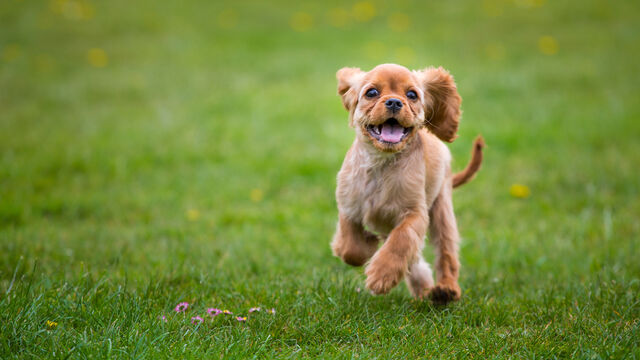 Welke hond past bij jouw sterrenbeeld?