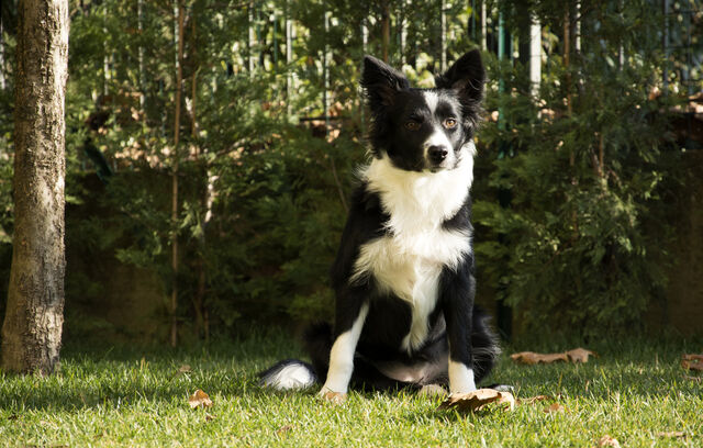 Welke hond past bij jouw sterrenbeeld?