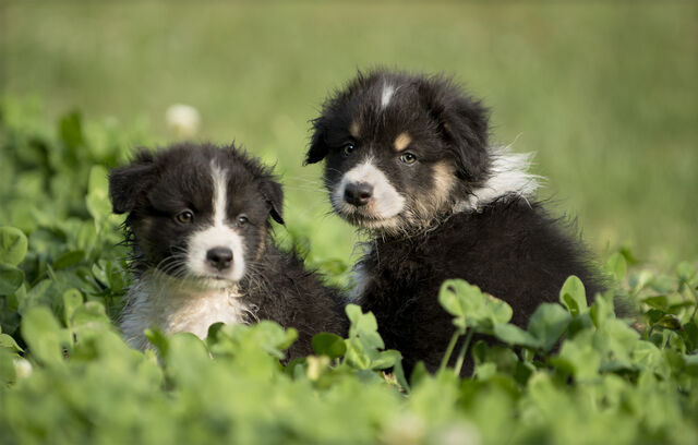 Welke hond past bij jouw sterrenbeeld?