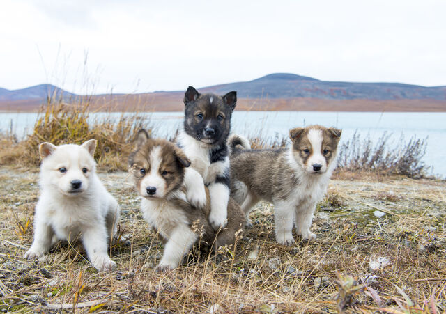 Welke hond past bij jouw sterrenbeeld?