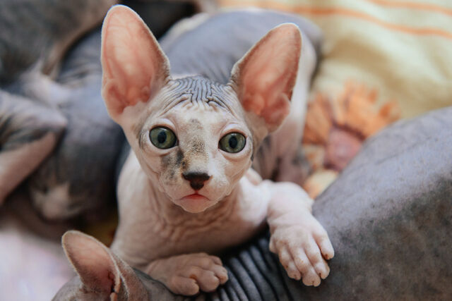 sphynx