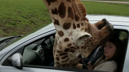 VIDEO: Giraffe steekt kop door autoruit en de bestuurder lost het niet slim op