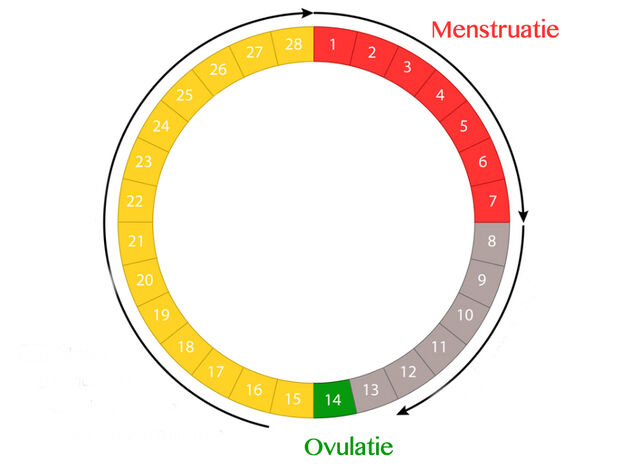 ovulatie berekenen