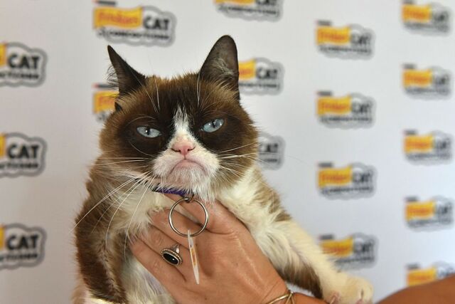 Grumpy Cat