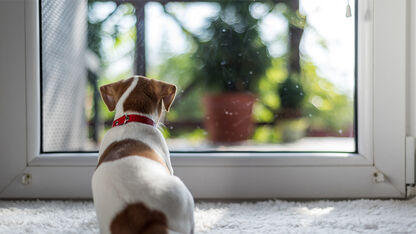 Wat moet je doen als je hond verlatingsangst heeft?