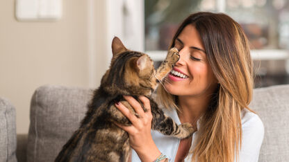 Waarom het hebben van een kat net zo leuk is als een relatie