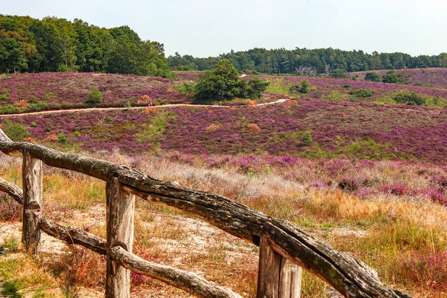 Hoge Veluwe