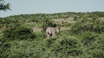 35 x de grappigste Zuid-Afrikaanse woorden