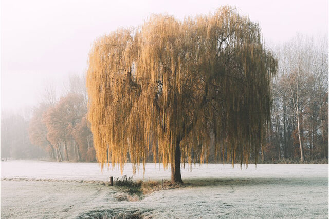 Winterklaar tuin