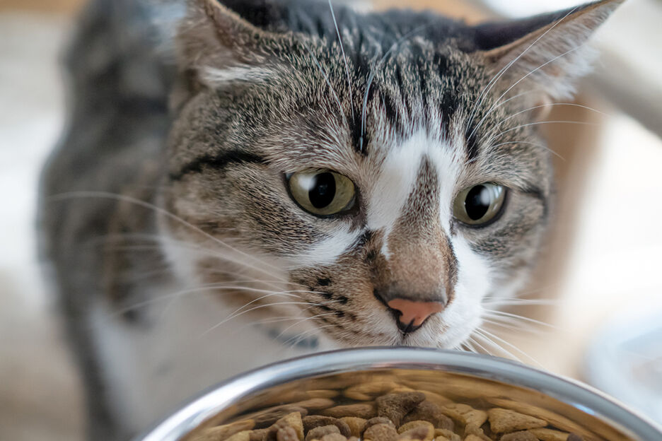 Dit Is De Echte Reden Dat Je Kat Niet Het Hele Voerbakje Leegeet