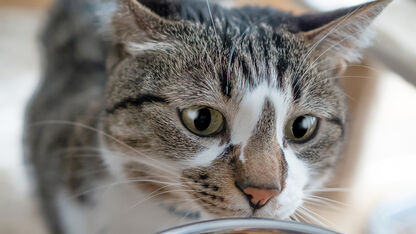 Dit is de echte reden dat je kat niet het hele voerbakje leegeet 