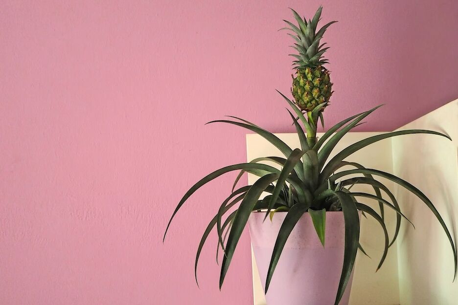Verzoenen Donker worden Concreet Zo kweek jij je eigen ananasplant