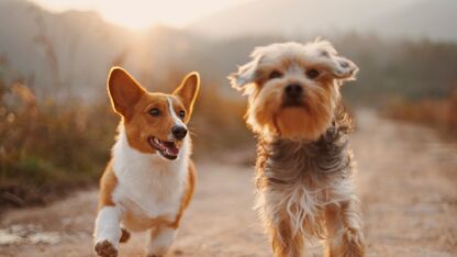 Zo cute! Honden kunnen echt verliefd worden