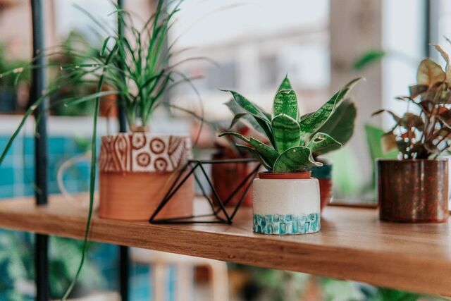 planten ijsblokjes geven