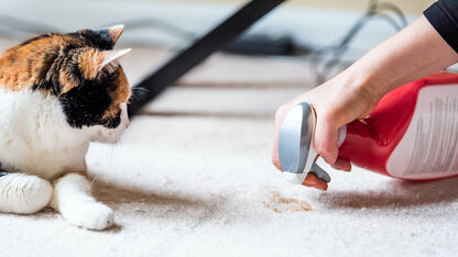 Poept je kat ineens buiten de kattenbak? Dit is er aan de hand