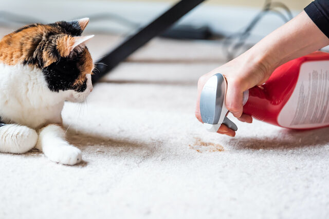 kat poept buiten kattenbak