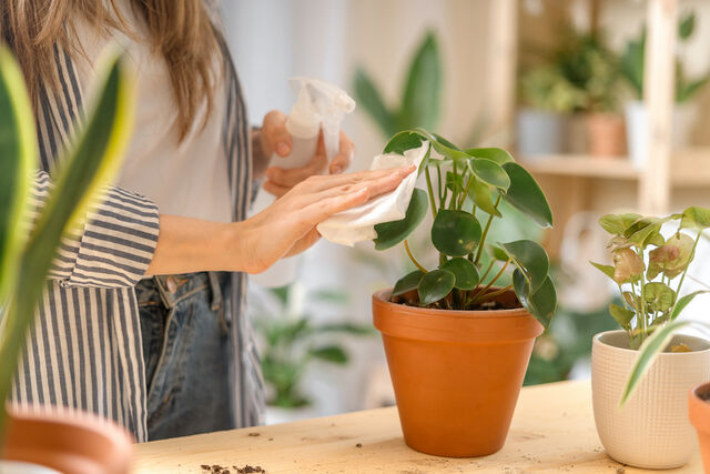 planten bier