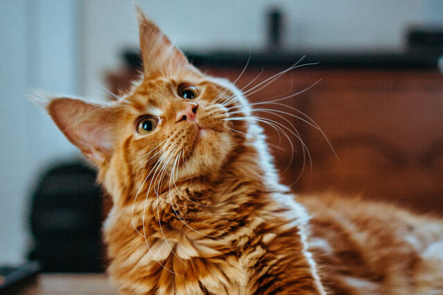 katten psychopaten onderzoek is jouw kat een psychopaat