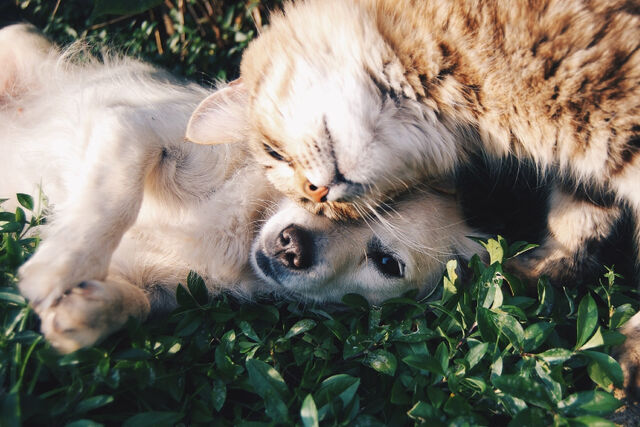 hondenrassen beste met katten