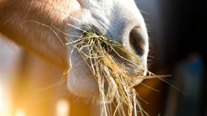 Molly (27) is een furry: "Ik heb een affaire met een menselijk paard”