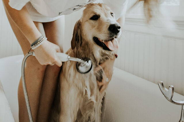 honden wassen bad tips