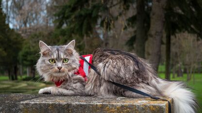 Je kat 'uitlaten' met een tuigje: waarom wel/niet?