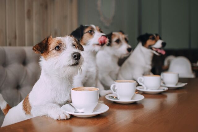 puppuccino