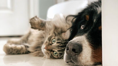 Say what? Deze feitjes kende je nog niet over je kat of hond