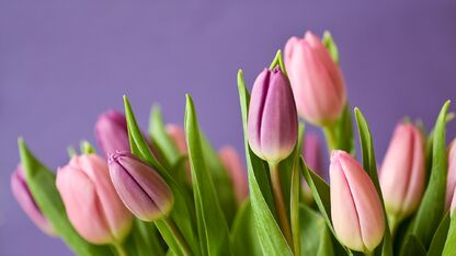 Tulpen cadeau doen? Deze kleuren hebben een betekenis