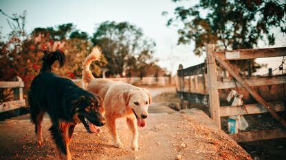 Vanaf deze temperatuur is het te warm om je hond uit te laten