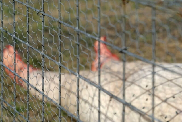 ewout bodyfarm texas dode lichamen wetenschap