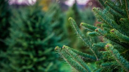 Uhh.. Doen meer mensen hun kerstboom in bad of is deze vrouw de enige?