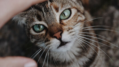 Cute! 'OV-chipkat' Rene reist regelmatig in haar eentje met de tram door Amsterdam