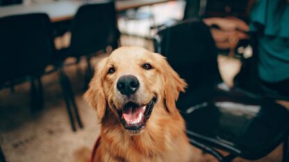 Zo leer je de lichaamstaal van je hond