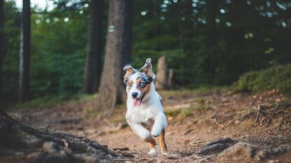 De leukste plekken om je hond uit te laten in Nederland