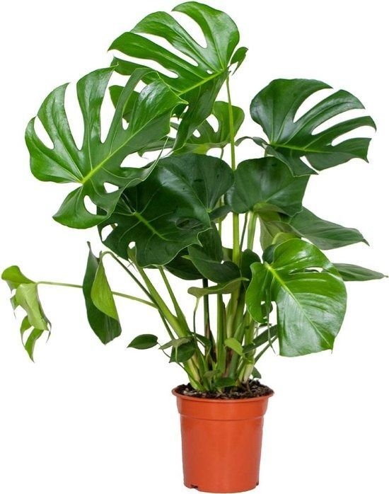 Monstera Deliciosa - Gatenplant - Kamerplant - Luchtzuiverende plant voor binnen - ⌀21 cm - 70-80 cm - €21,99